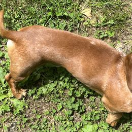 Bodie - Dachshund