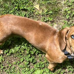 Bodie - Dachshund