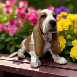 Loosey - Red and white female Basset Hound puppy in Pilot Mtn, North Carolina from Lowdown Love Basset Hounds