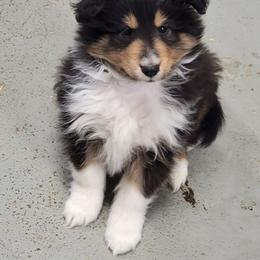 Cody - Black white and tan male Shetland Sheepdog puppy in Conway, Missouri from Brooks's little darlings