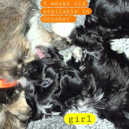 Girl 4 - Black and white female Havanese puppy in Manchester, Texas from Mimi's Havanese