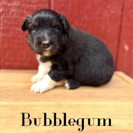 Bubblegum - Black tri-color female Australian Shepherd puppy in Jena, Louisiana from Diamond 5 Aussies