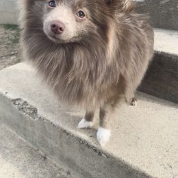 Lily - Pomeranian