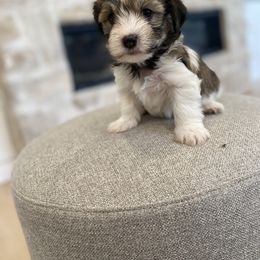 Havanese and Havapoo Puppies from Ladypawspuppies