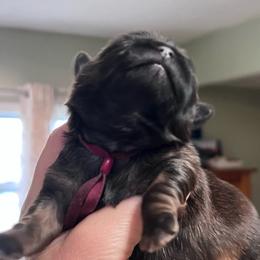 Penny - Red female Shih Tzu puppy in Bloomfield, Indiana from Meihem Pups