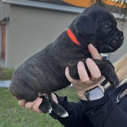 Cane Corso Puppies from Valyrian Cane Corsos