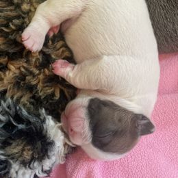 Boy 3 - French Bulldog puppy in Viera, Florida from The French Amigos