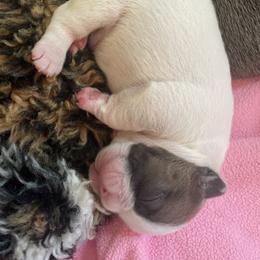 Boy 3 - French Bulldog puppy in Viera, Florida from The French Amigos
