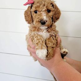 Goldendoodle Puppies from Life_on. Paws