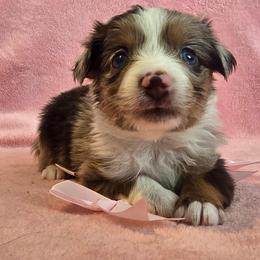 Stevie - Red merle female Miniature Australian Shepherd puppy in Reno, Nevada from Battle Born Mini Aussies