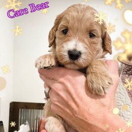 Care Bear - Apricot female Goldendoodle puppy in Sterling, Illinois from Charley's Goldendoodles