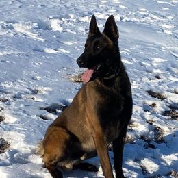 Gunner - Belgian Malinois