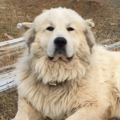 Great Pyrenees from Valhalla