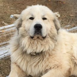 Great Pyrenees from Valhalla