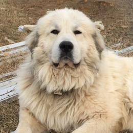 Great Pyrenees from Valhalla