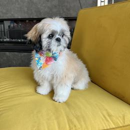 Shih Tzu Puppies from Willow Lane Shih Tzus