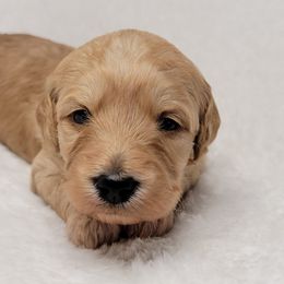 Goldendoodle Puppies from Lake Village Doodles
