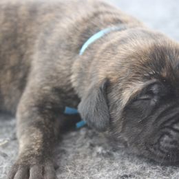 Mastiff Puppies from Fire Creek Mastiffs