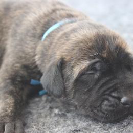 Mastiff Puppies from Fire Creek Mastiffs
