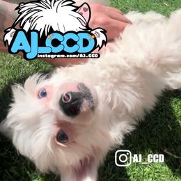 Jupiter - White and black Chinese Crested puppy in San Francisco, California from Aj_CCD