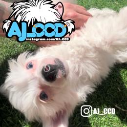 Jupiter - White and black Chinese Crested puppy in San Francisco, California from Aj_CCD