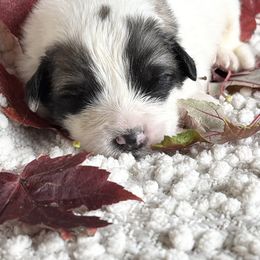Crux - White and badger male Great Pyrenees puppy in Tioga, Pennsylvania from Davis Pyrs of the Northern Tier