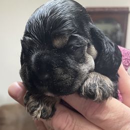 Cocker Spaniel Puppies from Lehi Cockers