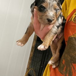 Aussiedoodle and Australian Shepherd Puppies from Homestead Aussies & Doodles