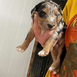 Aussiedoodle and Australian Shepherd Puppies from Homestead Aussies & Doodles