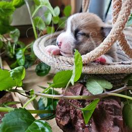 Pembroke Welsh Corgi Puppies from North Star Pembroke Welsh Corgi's