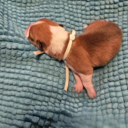 Girl 1 - female Pembroke Welsh Corgi puppy in Palm Bay, Florida from Space Coast Corgi
