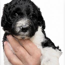 Tux - Parti male Poodle puppy in Greenwich, New York from MizzElle’s Standard Poodles