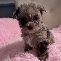 1 - Chocolate and tan male Yorkshire Terrier puppy in Knoxville, Tennessee from Little Yorkie Company