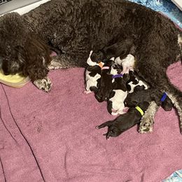 Poodle Puppies from Country Side Kennels