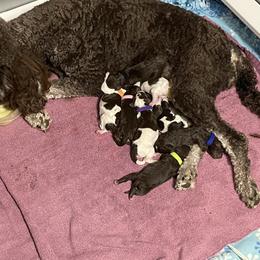 Poodle Puppies from Country Side Kennels