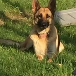 German Shepherds from Liberty Acres Farm