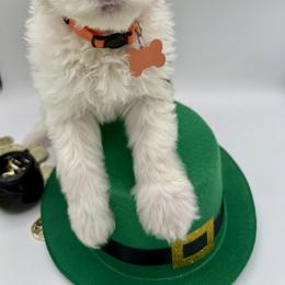 The Little Explorer- Orange collar - Black and white female Sheepadoodle puppy in Camden, North Carolina from Luv My Doodle
