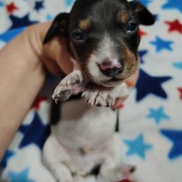 Yeti - Piebald male Dachshund puppy in Hudson, Michigan from Mittentail Kennel Miniature Dachshunds & Australian Shepherds