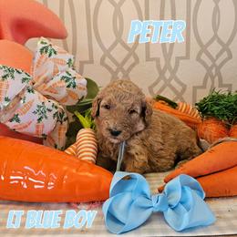 Peter - Apricot male Goldendoodle puppy in Haughton, Louisiana from Bailey’s Cajun Canines