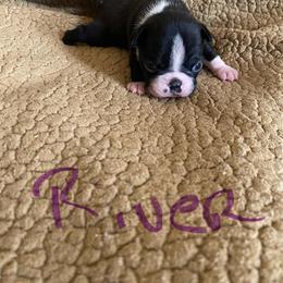 River - Black and white male Boston Terrier puppy in Brown City, Michigan from Mae Boston Terriers