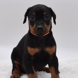 Orange collar male - Black and rust male Doberman Pinscher puppy in Lafayette, Louisiana from Indah Lux Dobermans