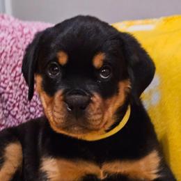 Yellow collar female - Black and rust female Rottweiler puppy in Aspers, Pennsylvania from Vom Uberlegenen Rottweilers