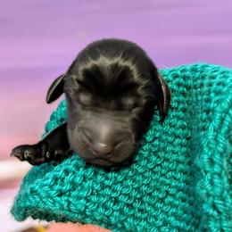 Firefly - Black female Flat-Coated Retriever puppy in Newport, Virginia from Maywood Retrievers