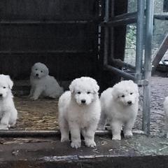 Maremma Sheepdog Puppies from Unfinished Acres