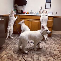 Berger Blanc Suisse Puppies from Nasha Comanda White Swiss Shepherds