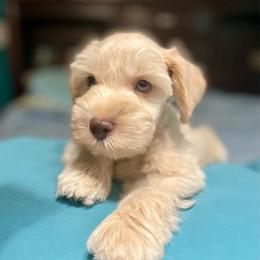 Scotty - Wheaten male Miniature Schnauzer puppy in Interlachen, Florida from Pam's Schnauzers