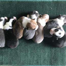 American Corgi and Pembroke Welsh Corgi Puppies from High Hopes Farm