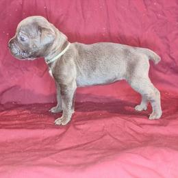 Helena- Teal Collar - Gray female Cane Corso puppy in Stilwell, Oklahoma from Killing Joke Kennels