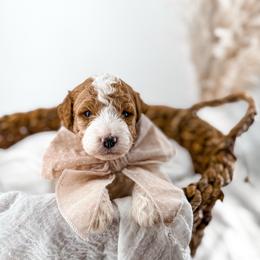 Hattie's Last Chapter- Epilogue - Parti male Goldendoodle puppy in Russell Springs, Kentucky from Milk & Honey Doodles