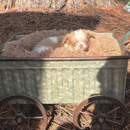 Nacho - Fawn and white male Chihuahua puppy in Gloucester, Virginia from Charlotte's Web of Chihuahuas